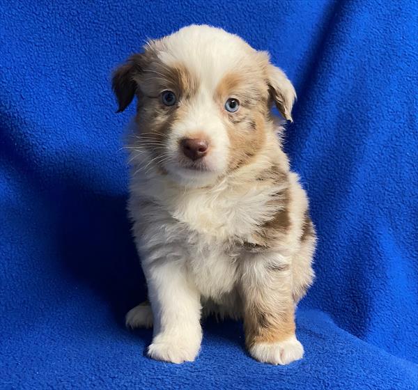 Mini Australian Shepherd Puppy